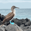 Galapagos Pristine on Instagram