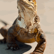Galapagos Pristine on Instagram
