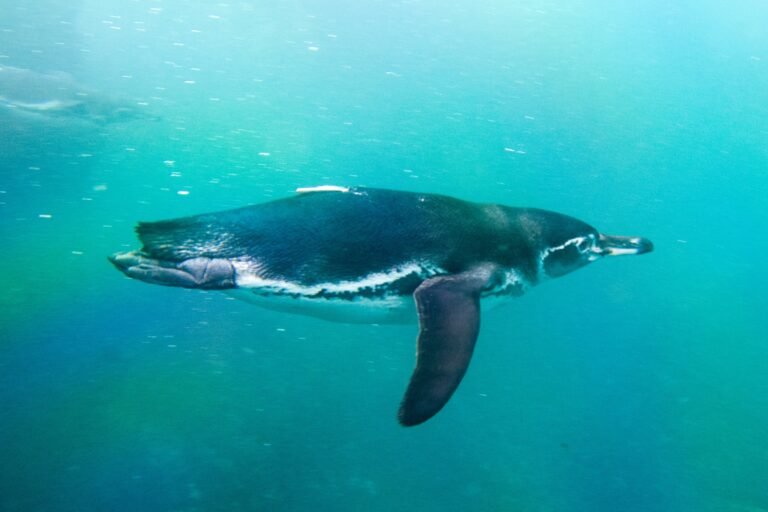 A Galapagos penguin swimming under the surface