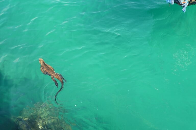 A marine iguana swimming over the shallows