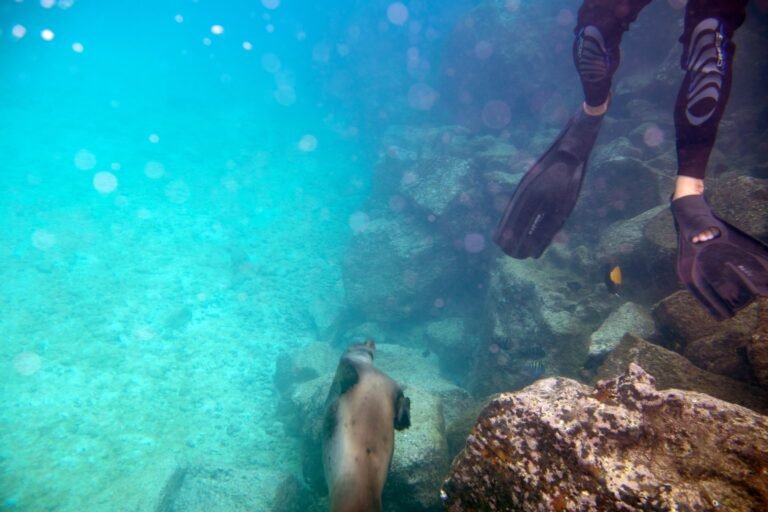 A sea lion swimming beside snorkelers