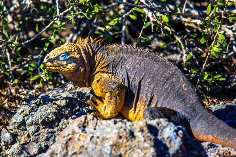 A land iguana on the rocks of South Plaza