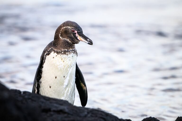 A Galapagos penguin on the lava rock