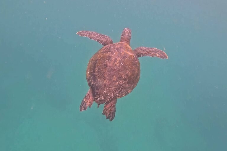 A sea turtle swimming in the green water of Darwin Bay
