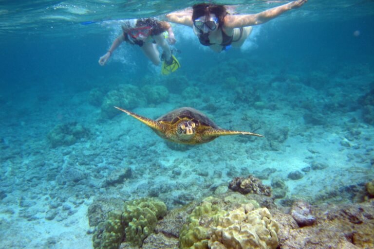 Snorkelers swimming above a sea turtle