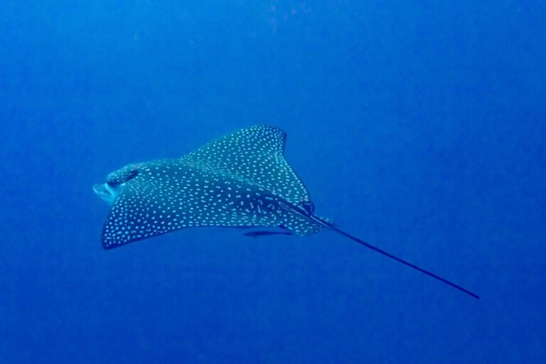 A spotted eagle ray gliding through deep blue water