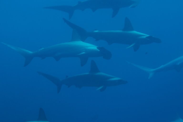 A school of hammerhead sharks in the blue