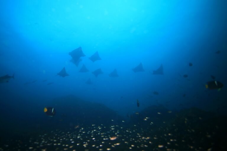Rays moving through dark water