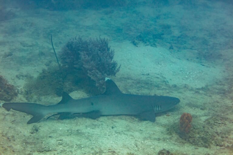 A white-tip reef shark over the sand