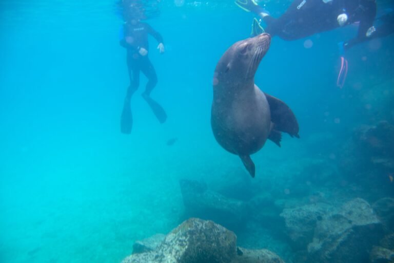 A sea lion swimming between divers