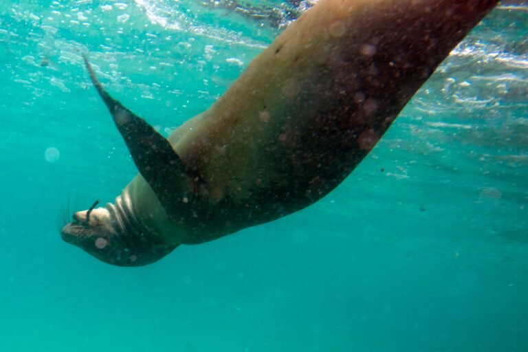 A sea lion diving under the surface