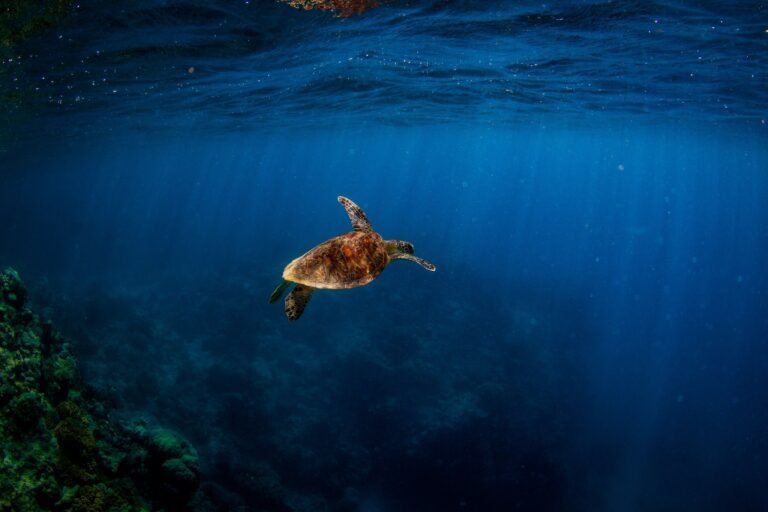 A sea turtle swimming over the reef
