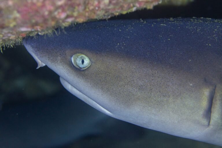 A white-tip reef shark close up
