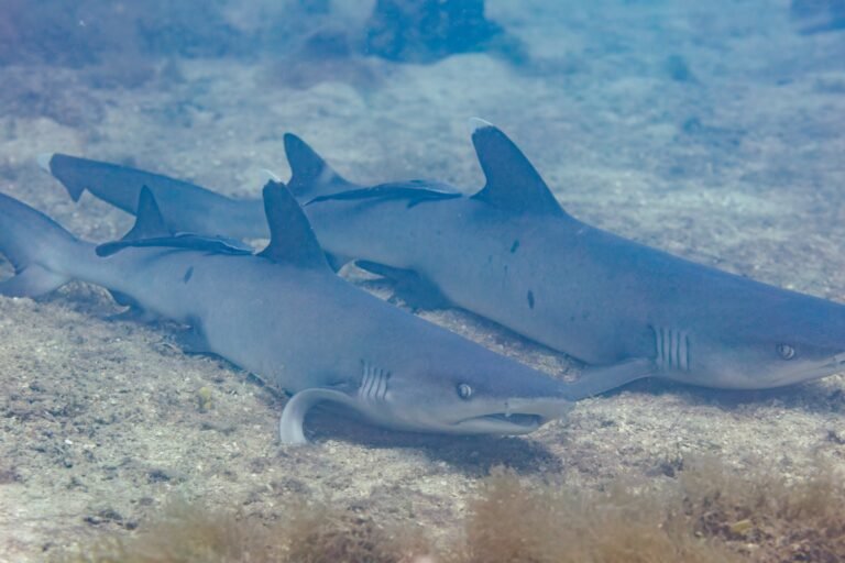 White-tip reef sharks resting on the sandy bottom