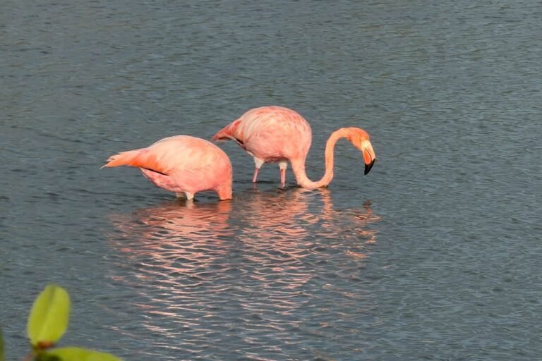 Flamingos feeding in a shallow lagoon on Floreana