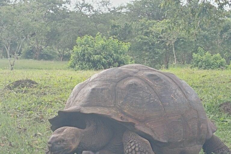 A giant tortoise in the green highlands of Santa Cruz