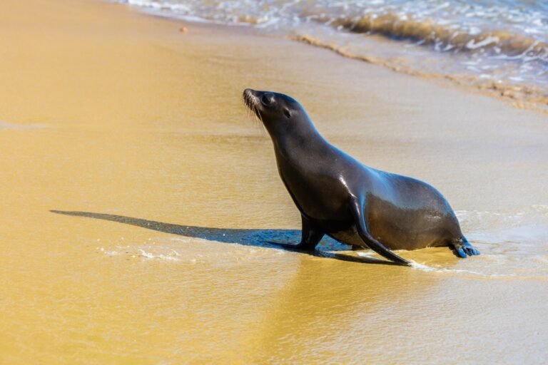 A sea lion at the edge of the water