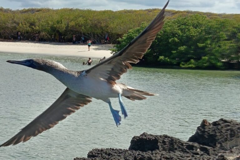 A blue-footed booby in flight over the shore