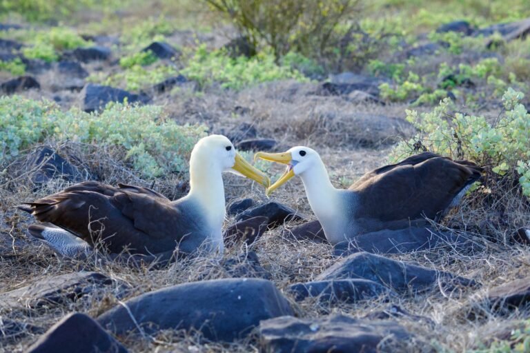 A pair of waved albatross on Espanola
