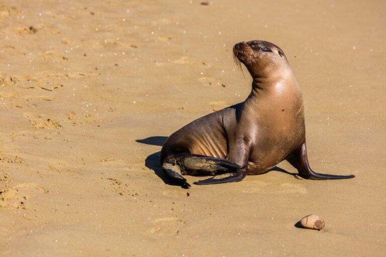 A sea lion on the golden sand at the water's edge