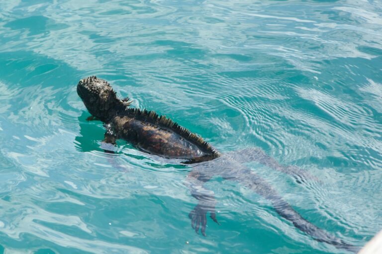 A marine iguana swimming in turquoise water