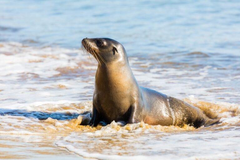 A sea lion coming out of the water onto the golden sand