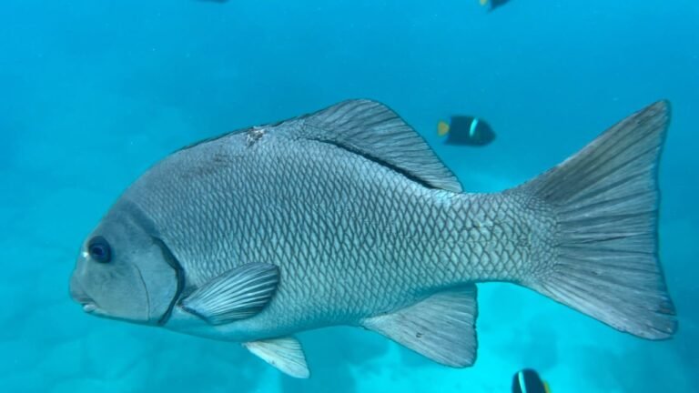 A snapper over the sandy bottom