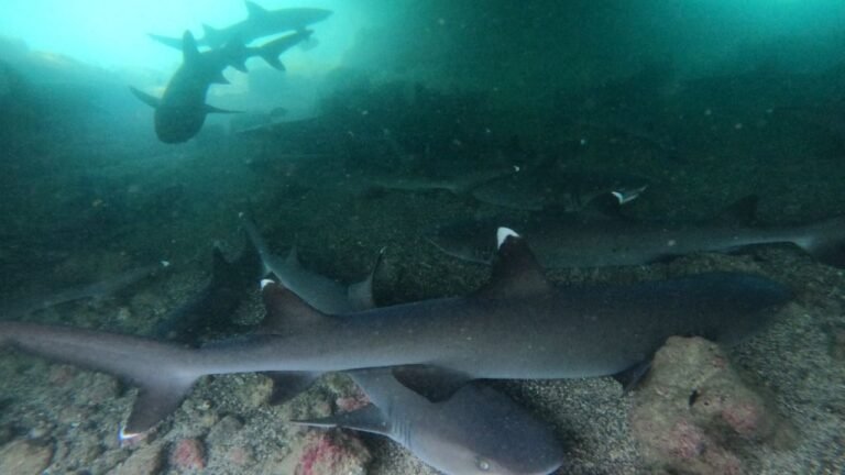 White-tipped reef sharks resting on the bottom