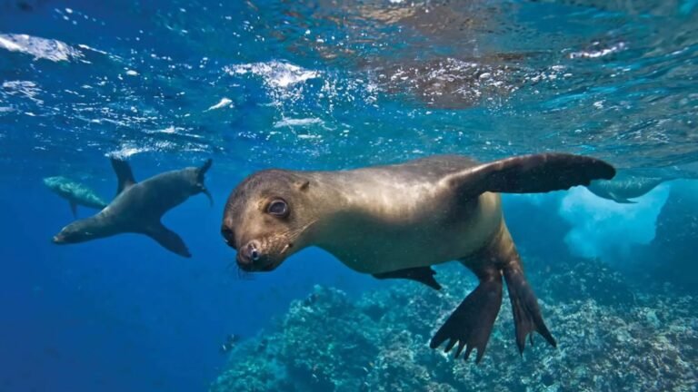 A Galapagos sea lion swimming over the reef at Espanola