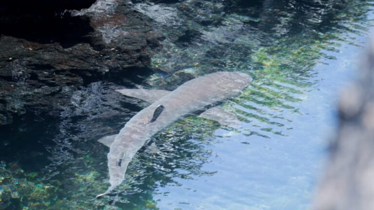 A white-tipped reef shark in the shallow lava channel at Tintoreras